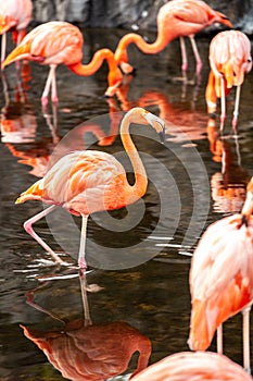 Greater Flamingo Phoenicopterus roseus on the wate