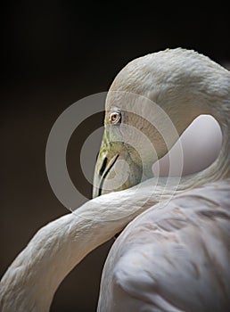 Greater flamingo, Phoenicopterus roseus