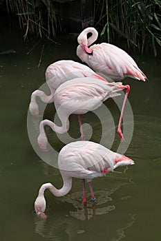 Greater Flamingo (Phoenicopterus roseus).