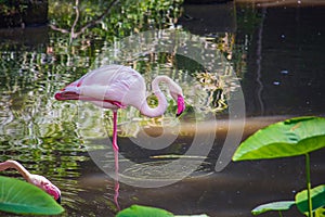 Greater flamingo (Phoenicopterus roseus) in Zoo photo