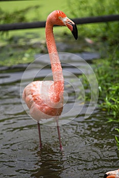 Greater Flamingo, Phoenicopterus ruber,