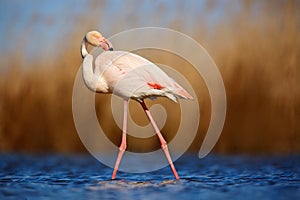Greater Flamingo, Phoenicopterus ruber, beautiful pink big bird cleaning plumage in dark blue water, with evening sun, reed in the photo