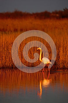 Greater Flamingo, Phoenicopterus ruber, beautiful pink big bird in dark blue water, with evening sun, reed in the background