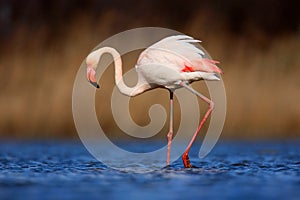 Greater Flamingo, Phoenicopterus ruber, beautiful pink big bird in dark blue water, with evening sun, reed in the background