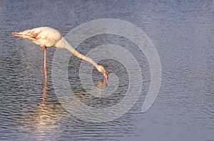 Greater Flamingo, Phoenicopterus ruber. The Camargue, Provence,