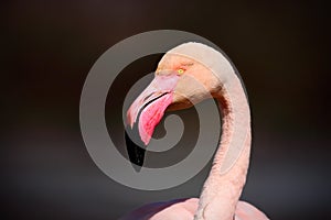 Greater Flamingo, Phoenicopterus ruber, detail portrait of beautiful pink big bird in dark blue water, with evening sun, reed in