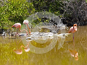 Greater Flamingo, Phoenicopterus ruber, hunts a plankton in a lagoon on Isabela Island, Galapagos, Ecuador