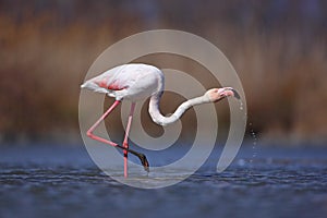 Greater Flamingo, Phoenicopterus ruber, nice pink big bird, head in the water, animal in the nature habitat, Camargue, France. Wil