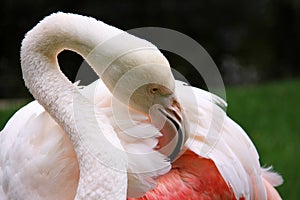 Greater Flamingo - Phoenicopterus ruber roseus