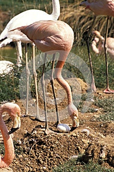 Greater Flamingo, phoenicopterus ruber roseus, Adult standing on Nest, Looking after Egg