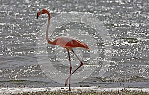 Greater Flamingo (phoenicoterus rubber)