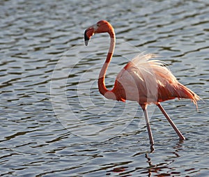 Greater Flamingo (phoenicoterus rubber)