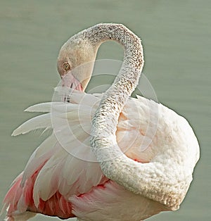 Greater flamingo photo from marmoom