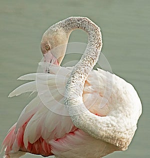 Greater flamingo photo from marmoom photo