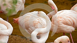 Greater flamingo pink with beak between the feathers - Phoenicopterus roseus