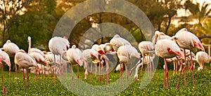 Greater Flamingo: Pink big bird Greater Flamingo, Al Areen Wildlife Park, located in Sakhir, Bahrain.