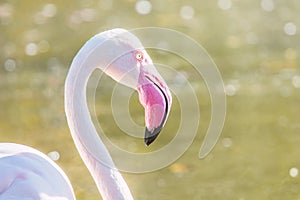 Greater flamingo portrait, Pink Flamingo portrait Phoenicopterus roseus