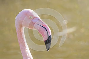 Greater flamingo portrait, Pink Flamingo portrait Phoenicopterus roseus