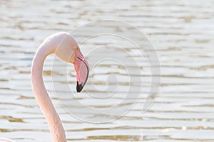 Greater flamingo portrait, Pink Flamingo portrait Phoenicopterus roseus