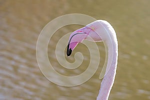 Greater flamingo portrait, Pink Flamingo portrait Phoenicopterus roseus