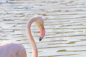 Greater flamingo portrait, Pink Flamingo portrait Phoenicopterus roseus