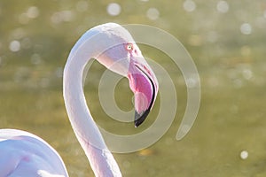 Greater flamingo portrait, Pink Flamingo portrait Phoenicopterus roseus