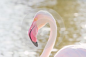 Greater flamingo portrait, Pink Flamingo portrait Phoenicopterus roseus