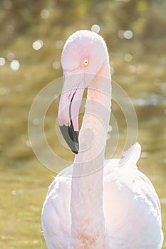 Greater flamingo portrait, Pink Flamingo portrait Phoenicopterus roseus