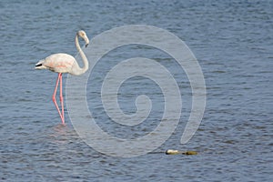 Greater Flamingo portrait in shallow water