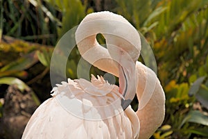 Greater flamingo is preening feathers