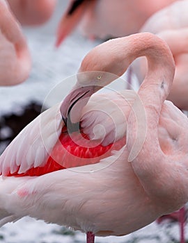 A Greater Flamingo preens its feathers photo