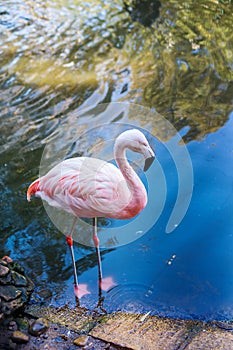 Greater flamingo profile