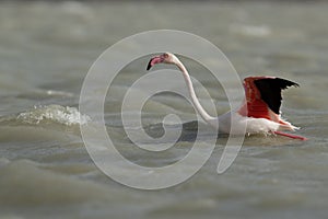 Greater Flamingo ready to fly, Aker,  Bahrain