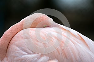 A Greater Flamingo resting