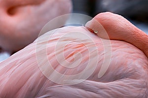 Greater Flamingo rests with beak under wing photo