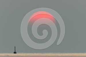 A Greater Flamingo and rising sun at Asker coast