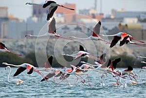 Greater Flamingo running and flying