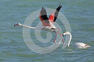 Greater Flamingo running to takeoff