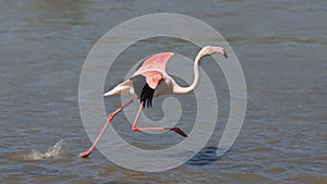 Greater flamingo running on the water Phoenicopterus roseus, Camargue