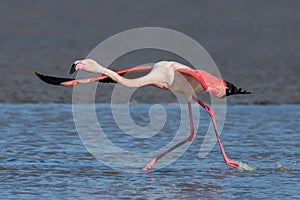 Greater flamingo running on the water Phoenicopterus roseus, Camargue