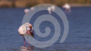 Greater Flamingo Scratching Feathers