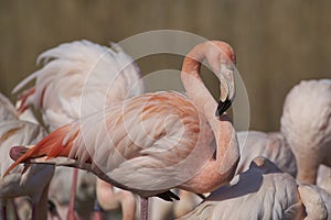 Greater Flamingo  at Slimbridge in Gloucestershire, United Kingdom.