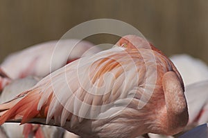 Greater Flamingo  at Slimbridge in Gloucestershire, United Kingdom.
