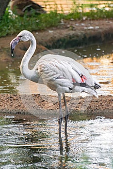 greater flamingo standing in a lake
