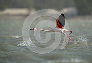 Greater Flamingo starts flying with splash of water