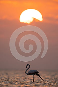 Greater Flamingo stretching its leg during sunrise at Asker coast photo