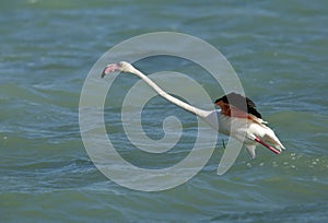 Greater Flamingo stretching to fly