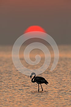 Greater Flamingo during sunset, Asker, Bahrain