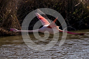 A greater flamingo taking off