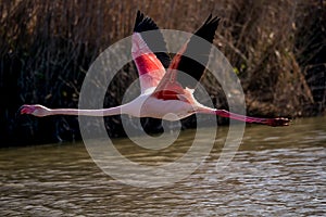 A greater flamingo taking off